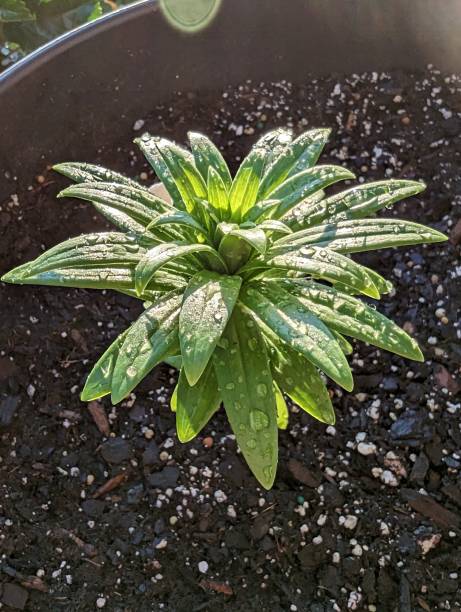 istock Unbloomed Asiatic Lily after a rain storm 1495882278
