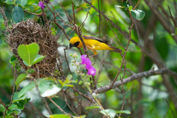 istock Golden sparrow is making its own nest . 1495883203