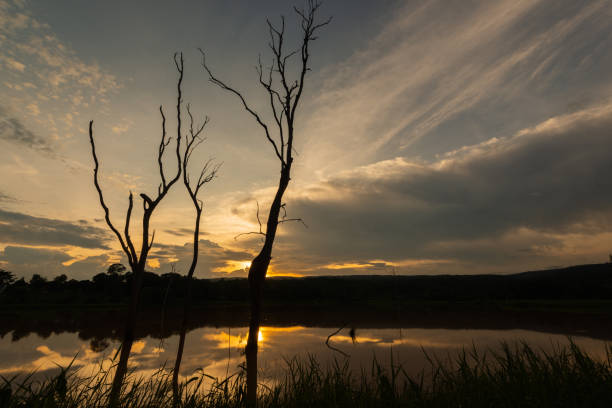 istock Dead woods in swamp 1495883221