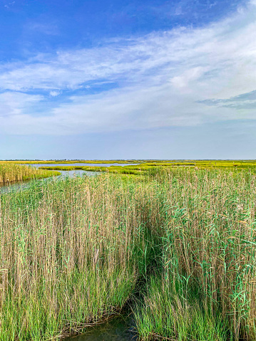 Louisiana Marshland Under A Blue Sky With White Clouds