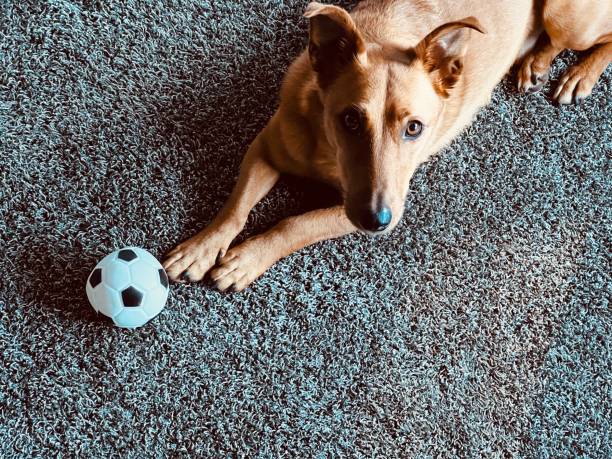 Dog and ball, looking up into the camera