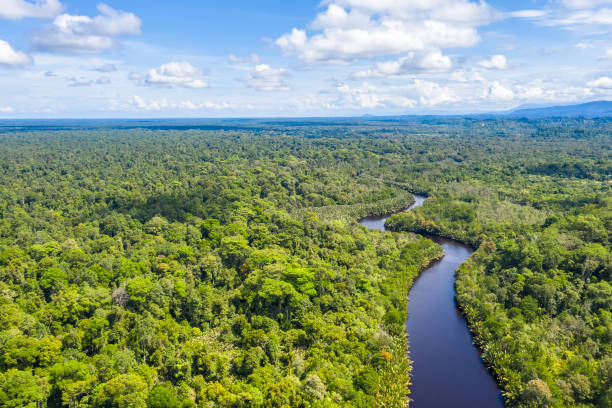 вид с воздуха на тропический лес борнео. - island of borneo стоковые фото и изображения