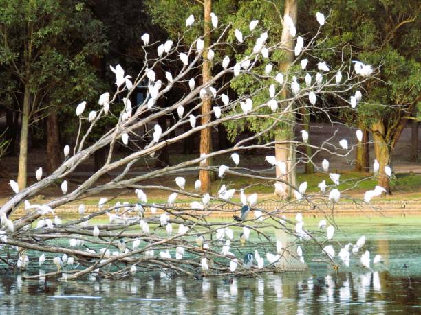 istock Flock of Snowy Egret 1495887731