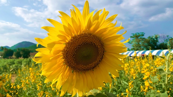Close up beautiful sunflower on sunny day with natural background. Bright yellow sunflower in field