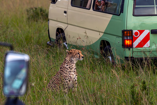 African Cheetah and Safari Vehicle at Wild