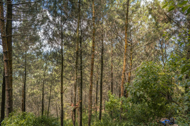 istock The way on the pine forest that going to peak mountain when summer time. 1495890242