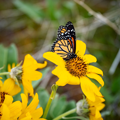 Beautiful butterfly on a yellow flower