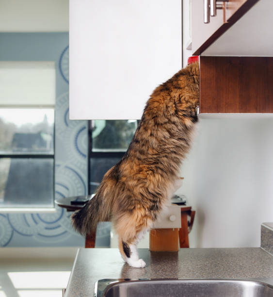 istock Curios cat with head in kitchen cabinet 1495892766