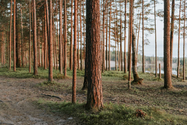 This image captures the serene beauty of a Scandinavian forest, with its diverse ecosystem of plants. From delicate forget-me-nots carpeting the forest floor to majestic pine trees reaching towards the sky, every corner tells a story of nature's resilience.