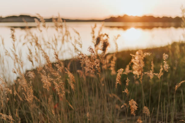 istock Sunset by the lake with reed in focus 1495893340