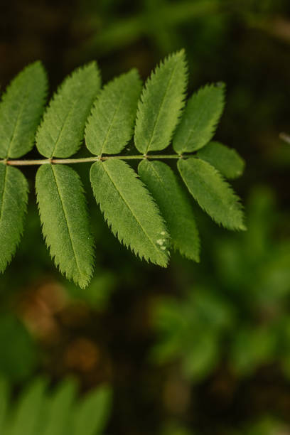 istock Close up of plants growing in forest 1495893352