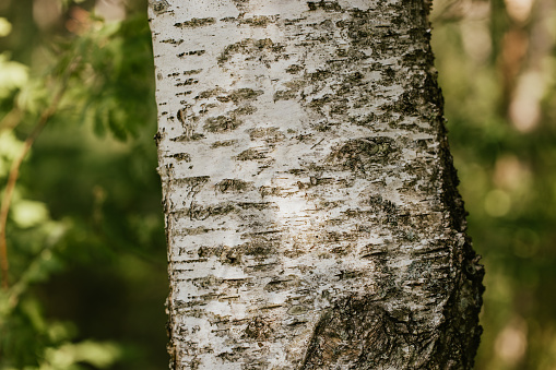 close up of birch tree bark details - background or texture