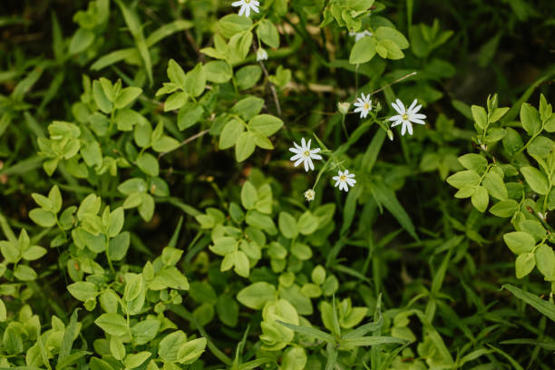 istock Close up of blooming wild flowers 1495893355