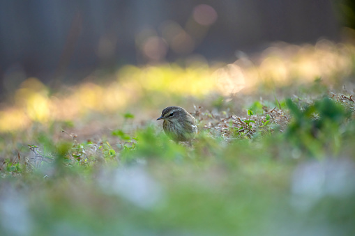 A Palm Warbler bird looking for insects on lawn grass backyard.