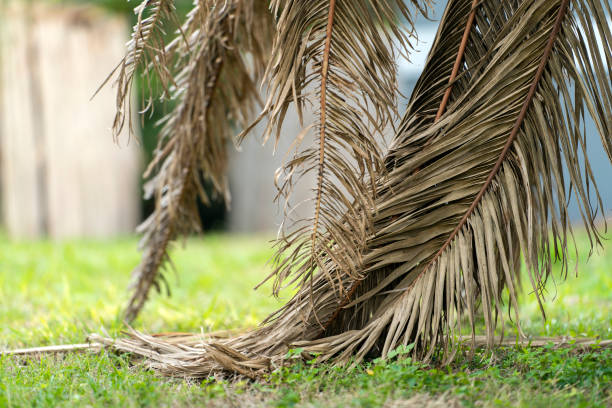 istock Dead palm tree with dry branches on Florida home backyard. Tree removal concept 1495893616