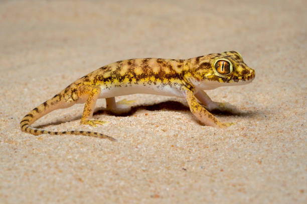 Short fingered gecko stock photo