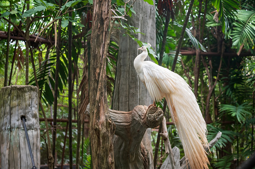 White female peacock standing on tree trunk with foliage green tree leaf in zoo