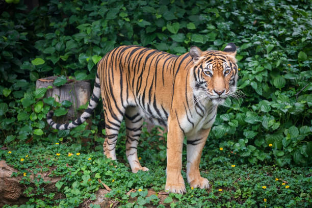 istock Portrait of strong tiger standing in forest 1495893807