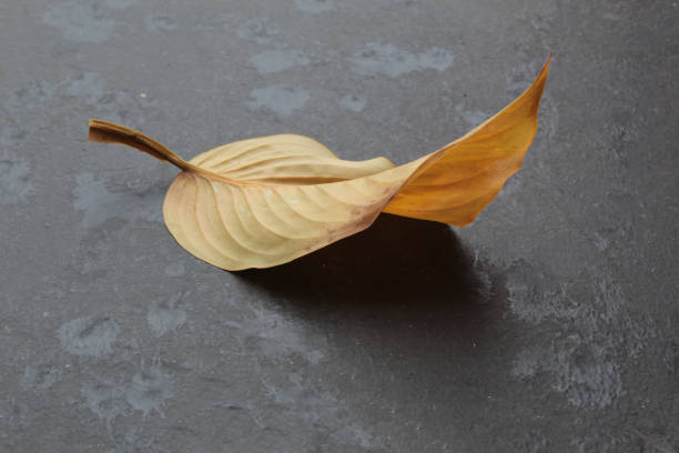 autumn yellowed leaf on dark gray background stock photo