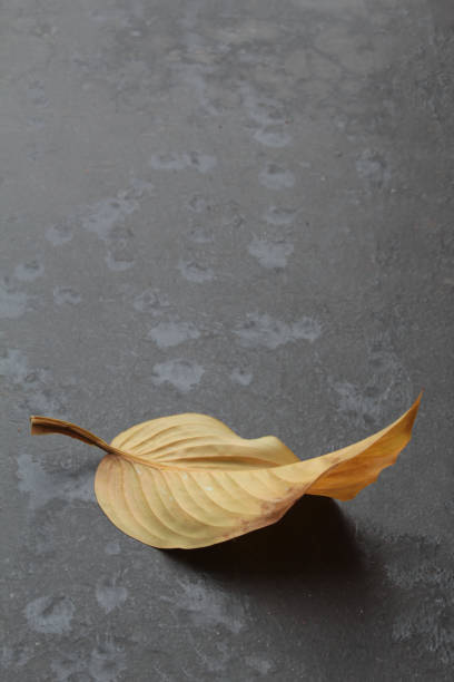 autumn yellowed leaf on dark gray background stock photo