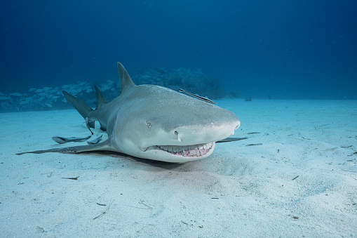 A Lemon shark (Negaprion brevirostris) in Tiger Beach in Bahamas