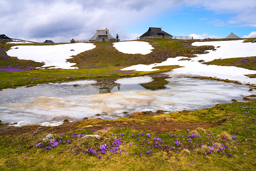 Blooming purple crocus flowers near lake at spring time on Velika planina, Slovenia. Beautiful background with wooden cottages, snow and clouds on the blue sky. Mountains in Slovenia, Europe.