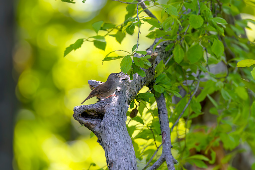 The house wren (Troglodytes aedon) perched on a tree branch