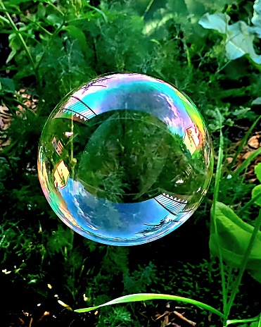 A big soap bubble with plants in tha back