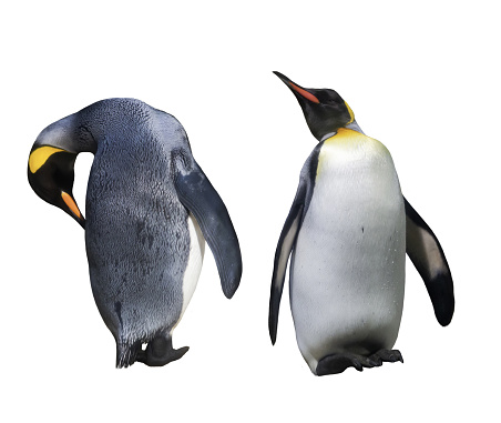 Two Emperator Penguins.