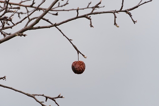 dried apple with a branch on a tree (ver. 2)