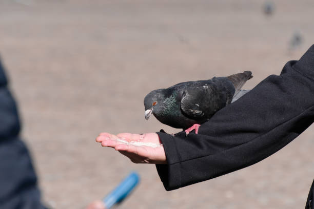 istock pigeon sitting on an arm (version 6) 1495899417