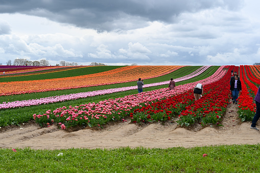 Korschenbroich, Germany, April 23, 2023 - Dozens of people marvel at the blooming tulip fields on the Lower Rhine near Schuss Dyck