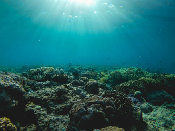 istock Underwater in Hatta Island in Banda 1495903079