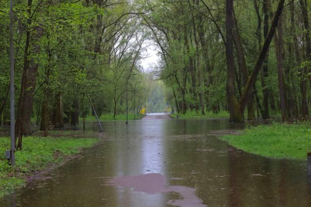 istock Flooded forest, summer sunny day, rainy park atmosphere 1495903317