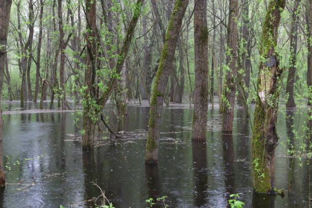 istock Flooded forest, summer sunny day, rainy park atmosphere 1495903331