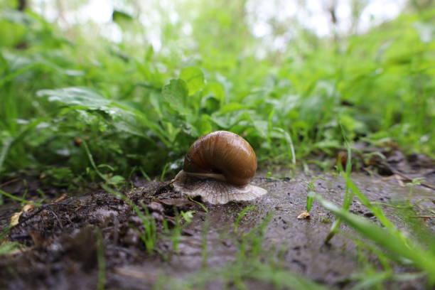istock Snail in the forest, rainy green woods 1495903348