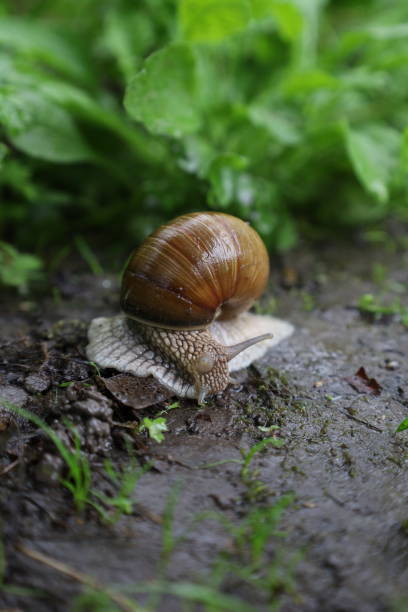 istock Snail in the forest, rainy green woods 1495903365
