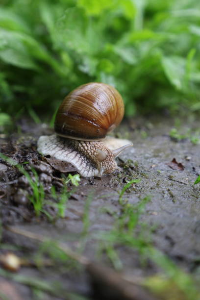istock Snail in the forest, rainy green woods 1495903367