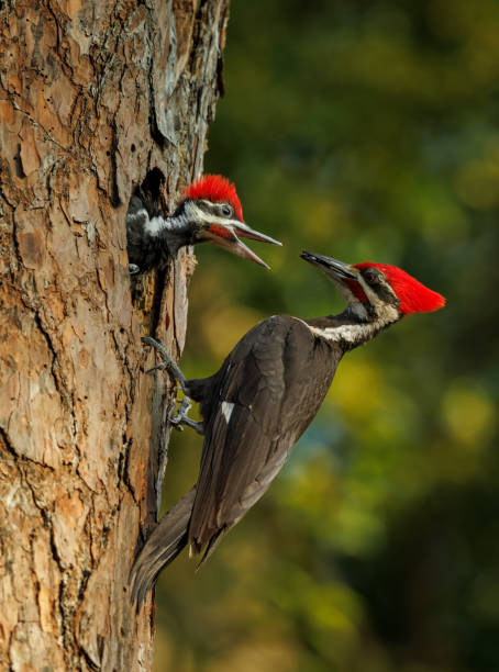 istock Pileated Woodpecker Portrait 1495904767