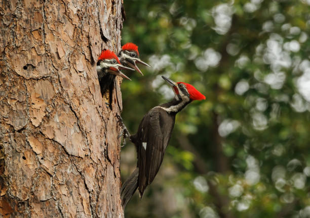istock Pileated Woodpecker Portrait 1495904772
