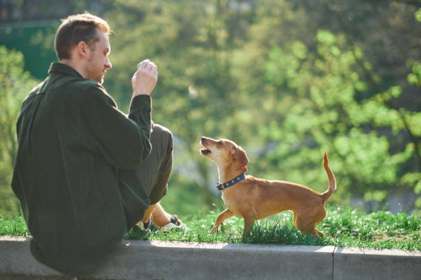 istock Handsome Man Plays with Cute Dog, Training, Teaching Tricks and Commands 1495904795