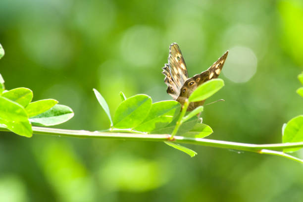 macro naturalistic photo of a colorful butterfly of Hamearis lucina resting on a green branch macro naturalistic photo of a colorful butterfly of Hamearis lucina resting on a green branch butterfly hamearis lucina stock pictures, royalty-free photos & images