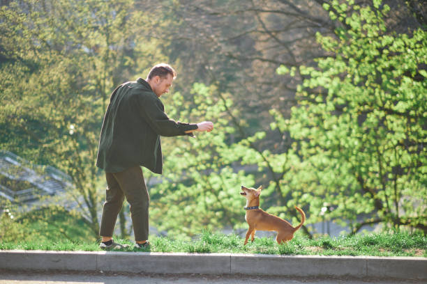 istock Handsome Man Plays with Cute Dog, Training, Teaching Tricks and Commands 1495905091