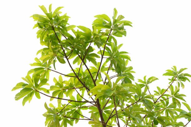 istock green leaves isolated on white 1495905093