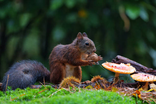 istock Eurasian red squirrel in the forest 1495906552
