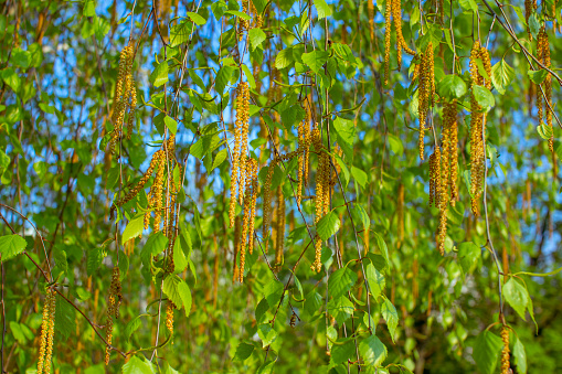 Birch tree branches with green trees and catkins. Spring nature background.