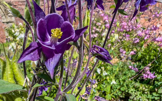 Purple flowers of Clematis viticella in the garden. Summer and spring time.