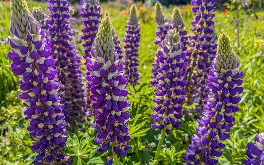 Side on shot of a group of purple large leaved lupine flowers in bloom