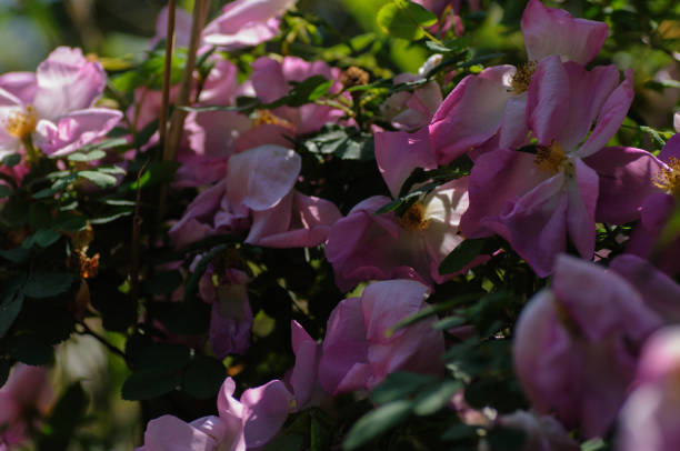 istock Pink rose with green leaves in the garden. 1495906830