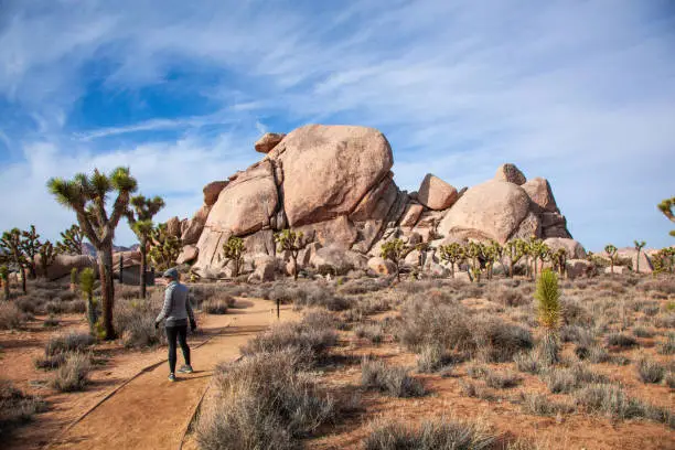 Woman walking among the Split Rock trail  and dramatic desert landscape of Josha trees and giant boulders in Joshua Tree National Park